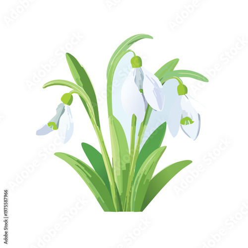 Snowdrop flowers illustration on white background spring floral concept