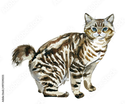 Obraz na plátně American Bobtail cat