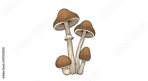 Detailed and realistic illustration of a group of four brown forest mushrooms with textured caps and long stems on a clean background.