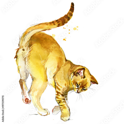 Ceylon cat playing. Hand-painted watercolor exotic kitten from Sri Lanka on transparent background