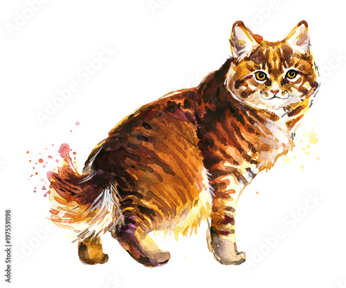 Foto Kurilian Bobtail cat