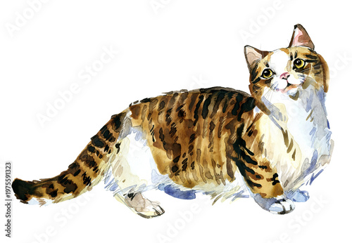 Foto Munchkin cat