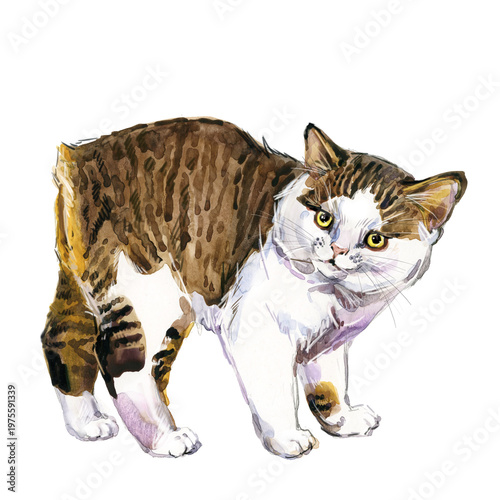 Fotografía Manx cat