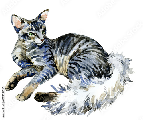 Canvas Print Ocicat lying down