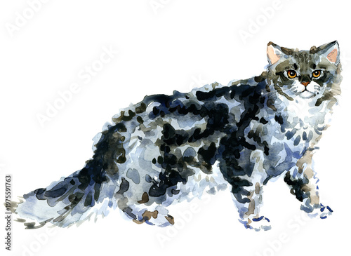 Fotografie Selkirk Rex cat standing