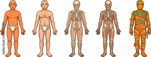 Set of human anatomy and Egyptian mummy, skeleton muscular system and mummification, flat vector illustration collection.