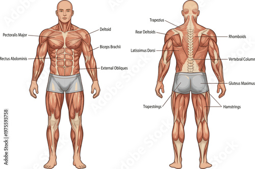 Human muscular system anatomy chart, front and back view of male muscles, flat vector CAD drawing illustration