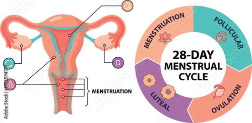 Human female reproductive system anatomy and 28-day menstrual cycle chart, flat vector CAD drawing illustration