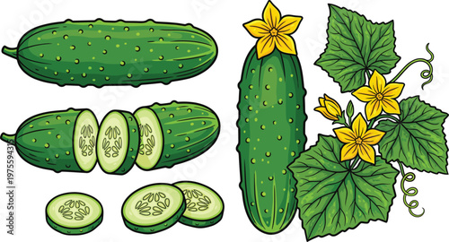 Fresh cucumber vegetable collection with slices and blossoms, flat vector CAD drawing illustration