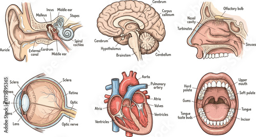 Human, anatomy, set, with, diagrams, of, ear, brain, nose, eye, heart, mouth, isolated, vector, illustration