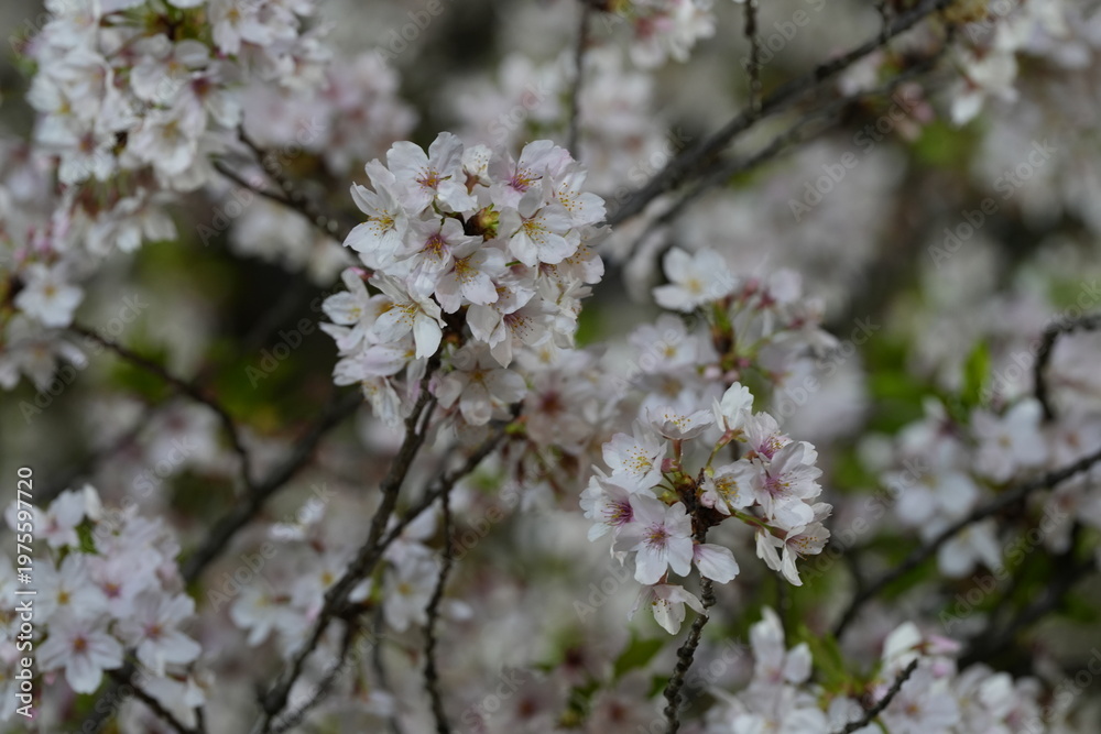 Fototapeta premium 夜桜 日本