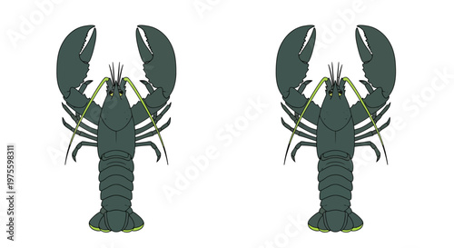 Two identical illustrations of dark green lobsters with large claws on a plain white background, depicted from a top-down perspective.