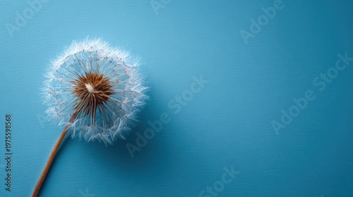 Close up of a single dandelion seed head with delicate white fluff against a solid deep teal blue background with soft diffused lighting and shallow depth of field