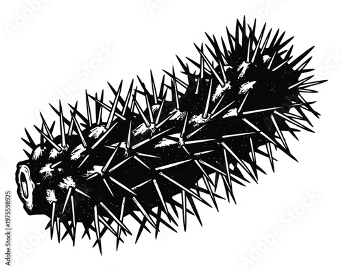 Black and white graphic illustration of a spiky sea creature resembling a thorny sea cucumber or a barbed plant organism suitable for educational materials or impactful graphic designs.