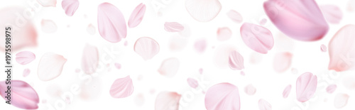 Bilde på lerret Sakura blossom petals flying in soft spring wind