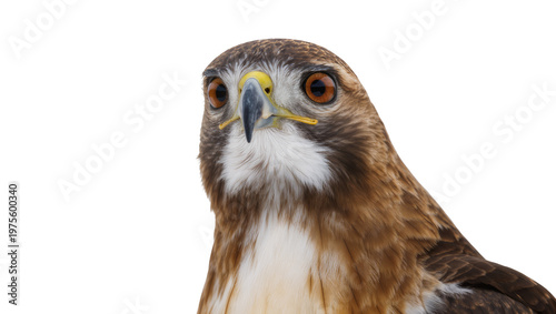 Close-up portrait of a hawk with sharp eyes and beak, isolated on transparent background
