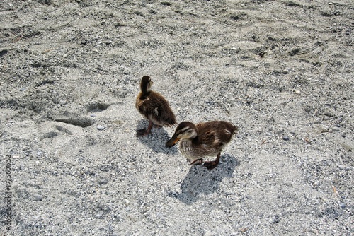 Two mallard ducklings walking on a grey sandy and pebbly ground during a bright sunny day. Young wild birds with brown and yellow feathers on a coastal beach background in their natural habitat scene