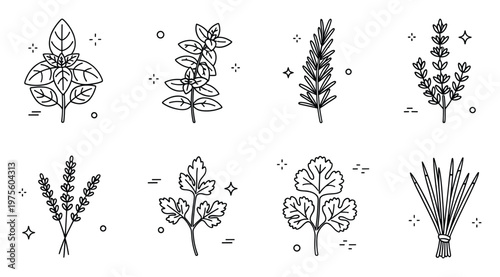 Collection of fresh aromatic culinary herbs and spices presented as minimalist outline icons perfect for food blogs recipe cards and kitchen decor graphics