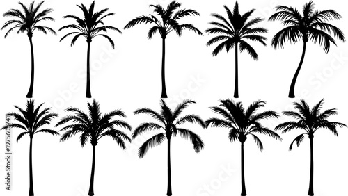 Single young palm tree silhouette in solid black with a short slim trunk and soft curved fronds, natural uneven growth, perfect for tropical and minimalist design projects.