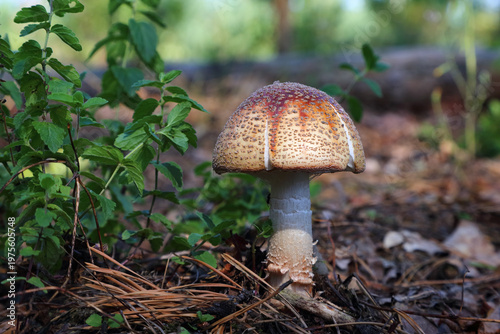 Amanita muscaria poisonous mushroom grows in the forest. This fly agaric has an unusual color shade, which characterizes it as either young or faded.