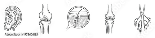 Detailed hand drawn human anatomy diagrams illustrating various body parts including an ear, knee joint, skin cross section, and intricate vascular or nerve structures perfect for