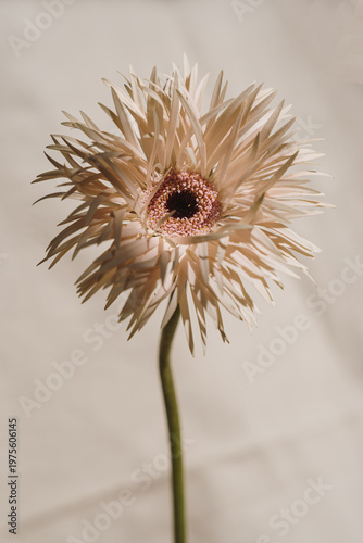 Canvastavla Gerber Daisy Bloom Against Neutral Textile Background with Gentle Shadows