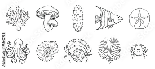 Detailed black and white line drawing collection featuring various marine animals like coral, octopus, fish, crab, seashell, and sea cucumber along with mushroom for nature and biology