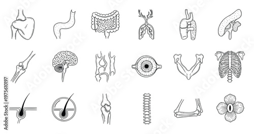 Detailed human body internal organs and skeletal system diagrams ideal for educational materials science textbooks and medical professional training resources