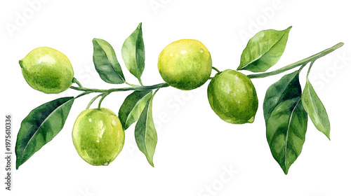 2D watercolor illustration of a lemon on a branch.