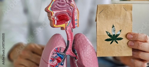 Fotografie Effect of cannabinoids on body and lungs doctor holds marijuana and the respirat
