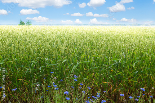 Landscape with wheat plant field in sunny summer day with clouds in blue sky, summer scenery with ripening wheat in the farmer‘s field, nature and plant background concept