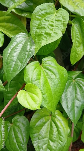 Green betle plant (Piper betle) in the garden.