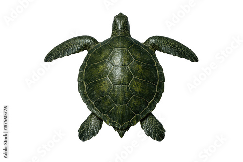 Green sea turtle top view, marine reptile with textured shell and flippers, aquatic animal for ocean conservation and nature education isolated PNG with Transparent Background