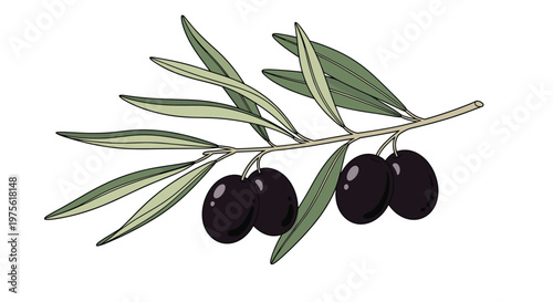Green branch of an olive tree with several ripe black olives hanging from it isolated on a white background for food design.