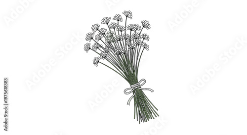 Delicate bouquet of small white dried flowers with green stems tied with a simple ribbon bow on a white background.