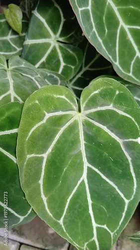 Anthurium crystallinum, the heart-shaped leaves plant, as known as 