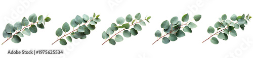 Foto Photograph of fresh eucalyptus branches with round blue-green leaves, isolated on a transparent background