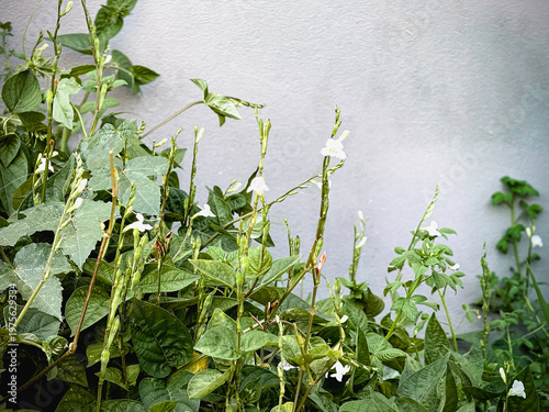 The Chinese violet,Asystasia gangetica,Small flower,shrub plant,traditional herb,green leaf