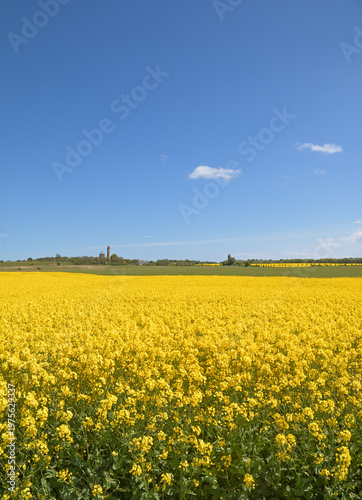 Rapeseed Field with view of Kap Arkona,Rugen Island,baltic Sea,Mecklenburg-Vorpommern,Germany