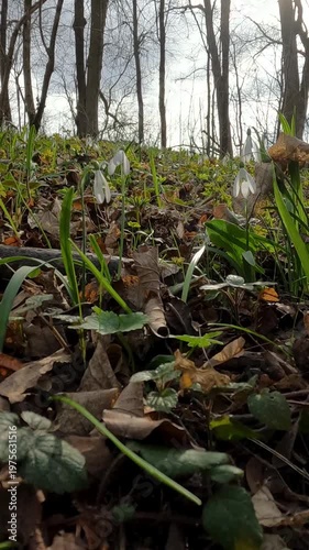 forest in spring. Ukrainian landscapes 4k. snowdrops blooming in the forest. spring day in the forest. first forest flowers