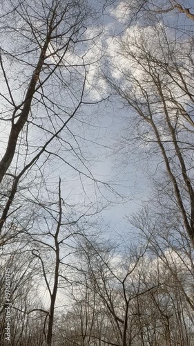 trees and sky. trees in the forest against the sky. tree branches without leaves against the sky. walk through the forest in the spring