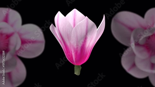回転するピンクの木蓮の花、4K画質、背景透過のループ映像素材

