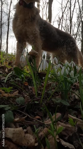 Ukrainian landscapes 4k. dog walking in the forest