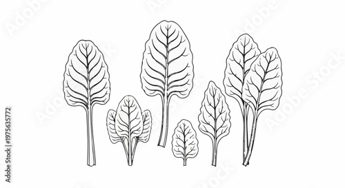 Black and white line drawing of various green leafy vegetables