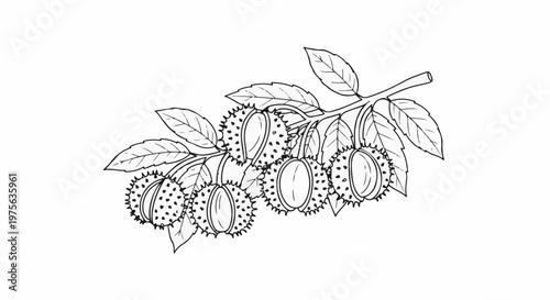 Line art depiction of a branch with several spiky fruits and leaves