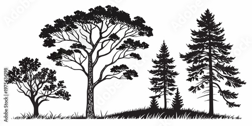 Two trees standing side by side with long trunks and sparse foliage