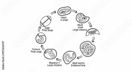 Diagram showing the lifecycle of a parasitic worm, from egg to adult