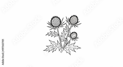 Sketch of three spiky flowers with jagged leaves