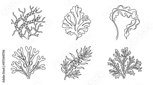 algae , six black Continuous Line Art (Single Line) vector set collection , white background , PNG and SVG