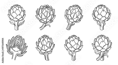 artichoke , six black Continuous Line Art (Single Line) vector set collection , white background , PNG and SVG